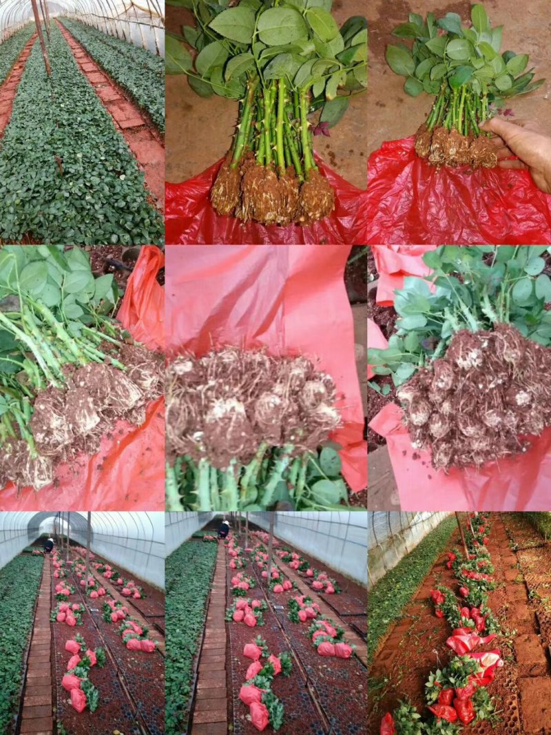 月季花苗艾莎盆栽鲜切花卉种植园林绿化工程苗
