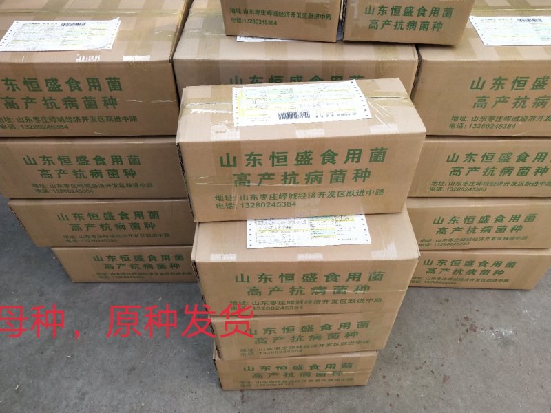 菌棒优质平菇姬菇高产抗病平菇熟料菌棒全国发货