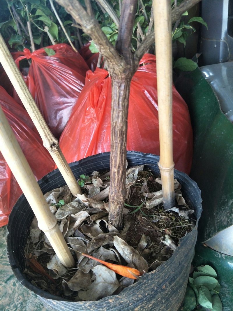 炮仗花