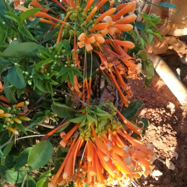 炮仗花