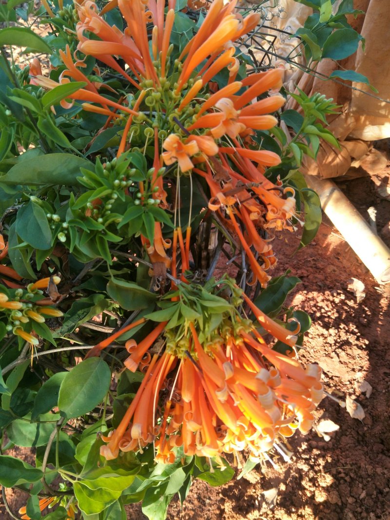 炮仗花