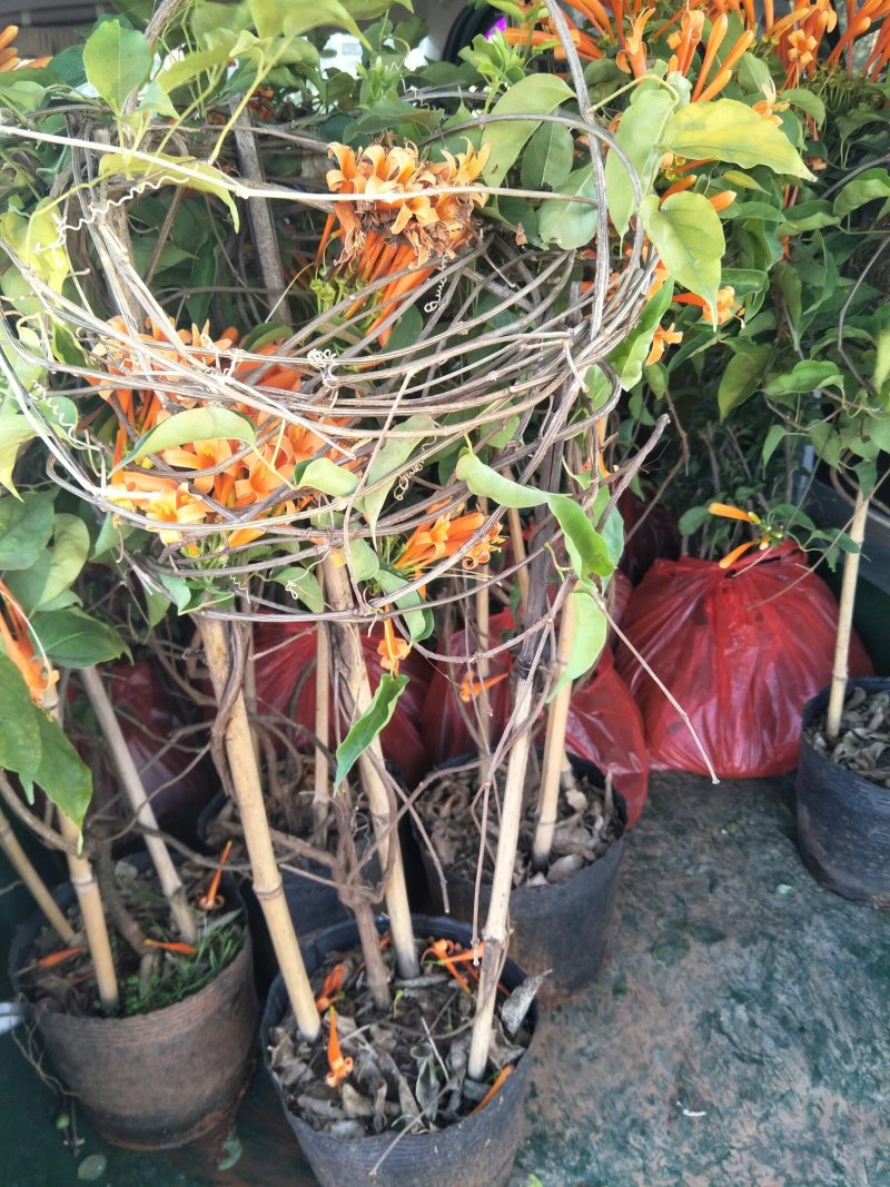 炮仗花