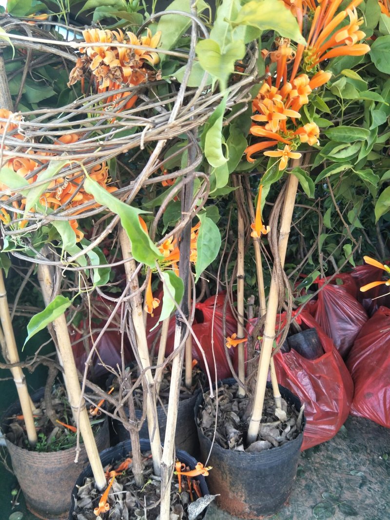 炮仗花
