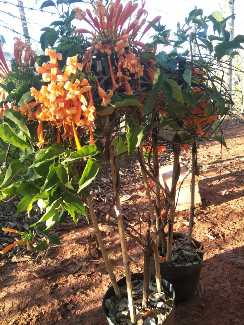 炮仗花