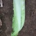 邵菜