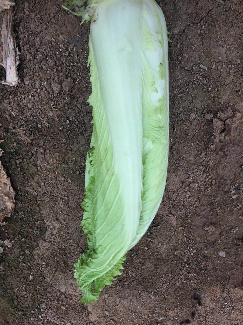 邵菜