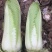 邵菜