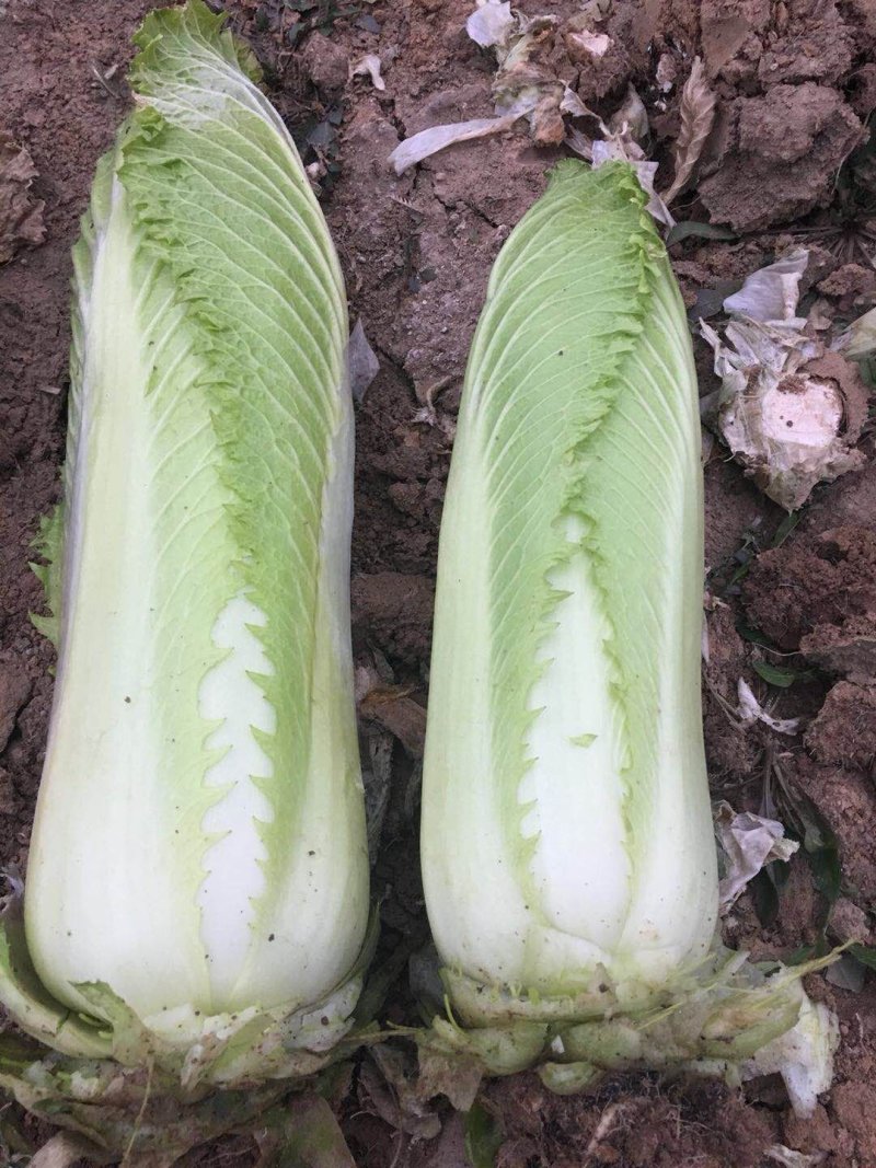 邵菜