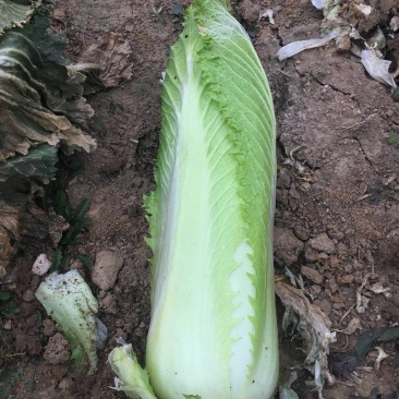 邵菜