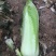 邵菜