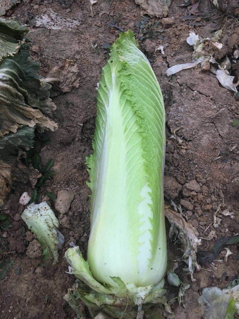 邵菜
