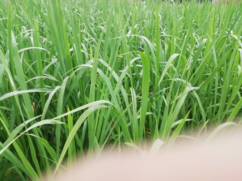 双季茭白苗