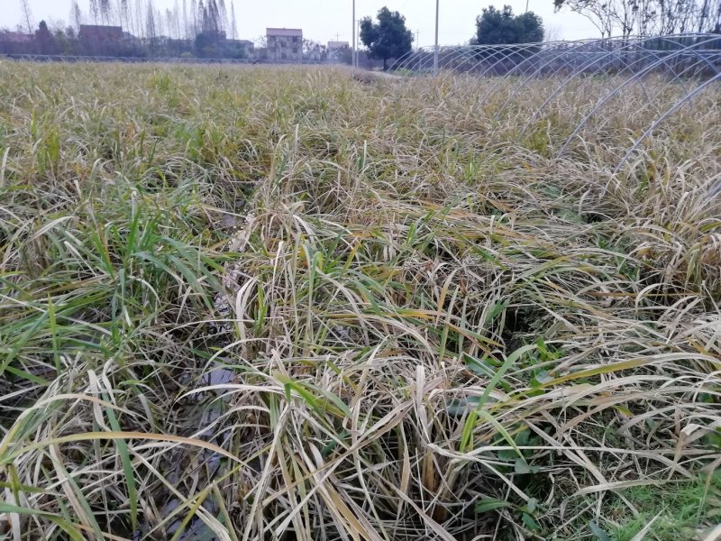 双季茭白苗