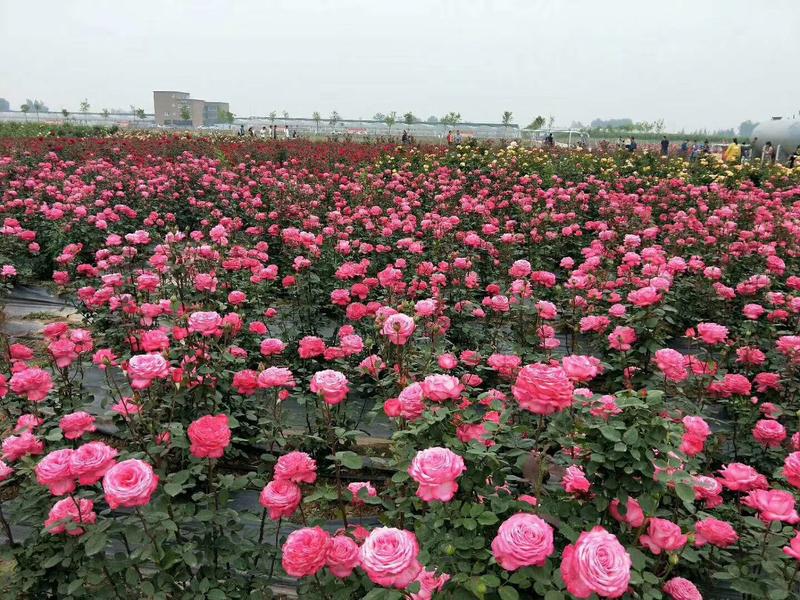 玫瑰大苗一至两年生玫瑰大苗园林绿化工程苗高20～30