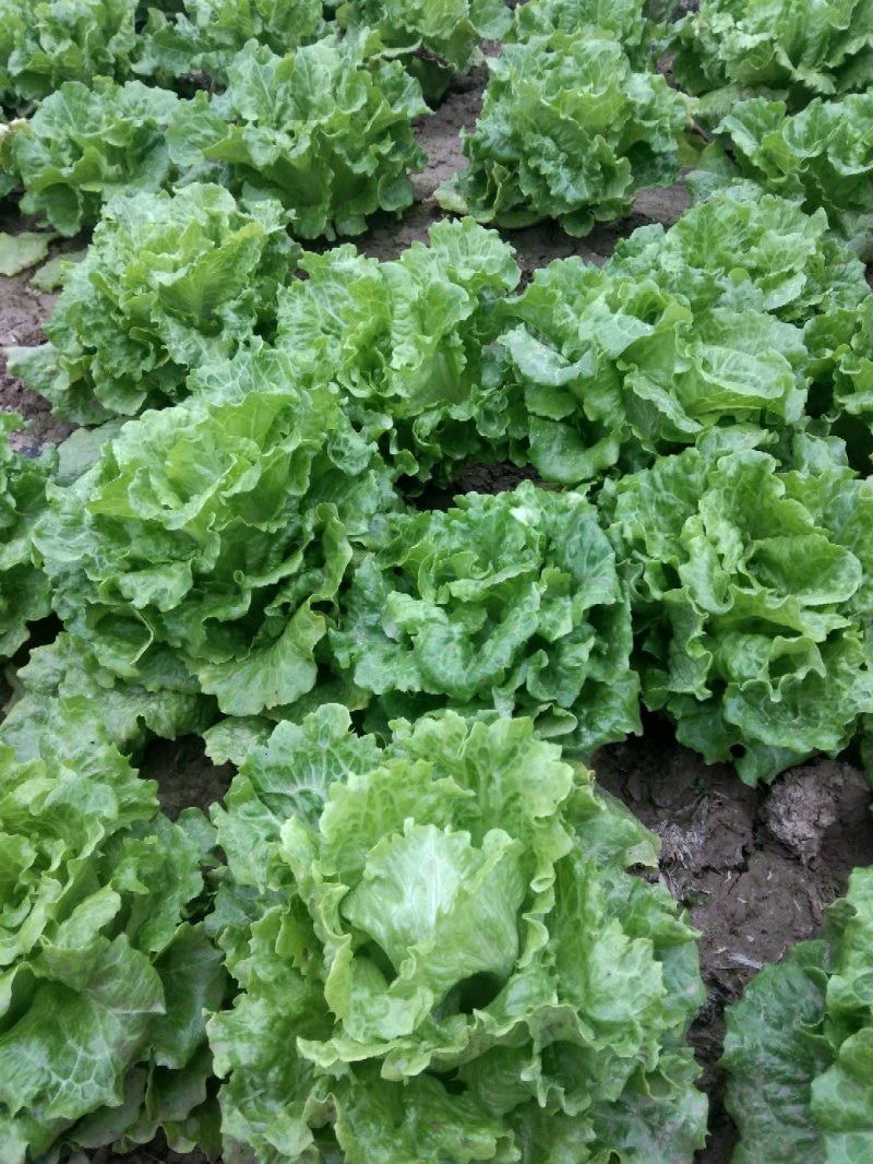 河南大叶生菜大量出售货源充足欢迎批发