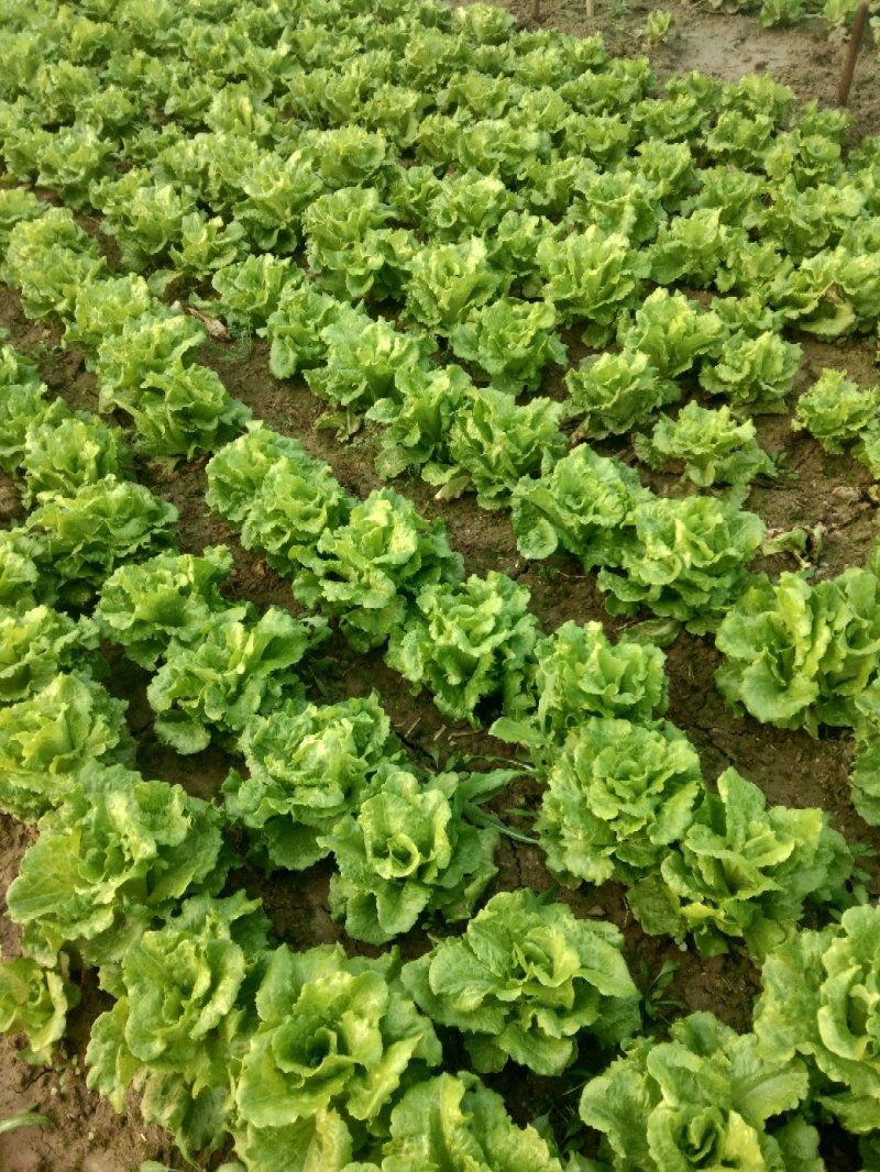 河南大叶生菜大量出售货源充足欢迎批发