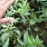 花椒苗九叶青花椒苗品种正宗2年可结果提供种植技