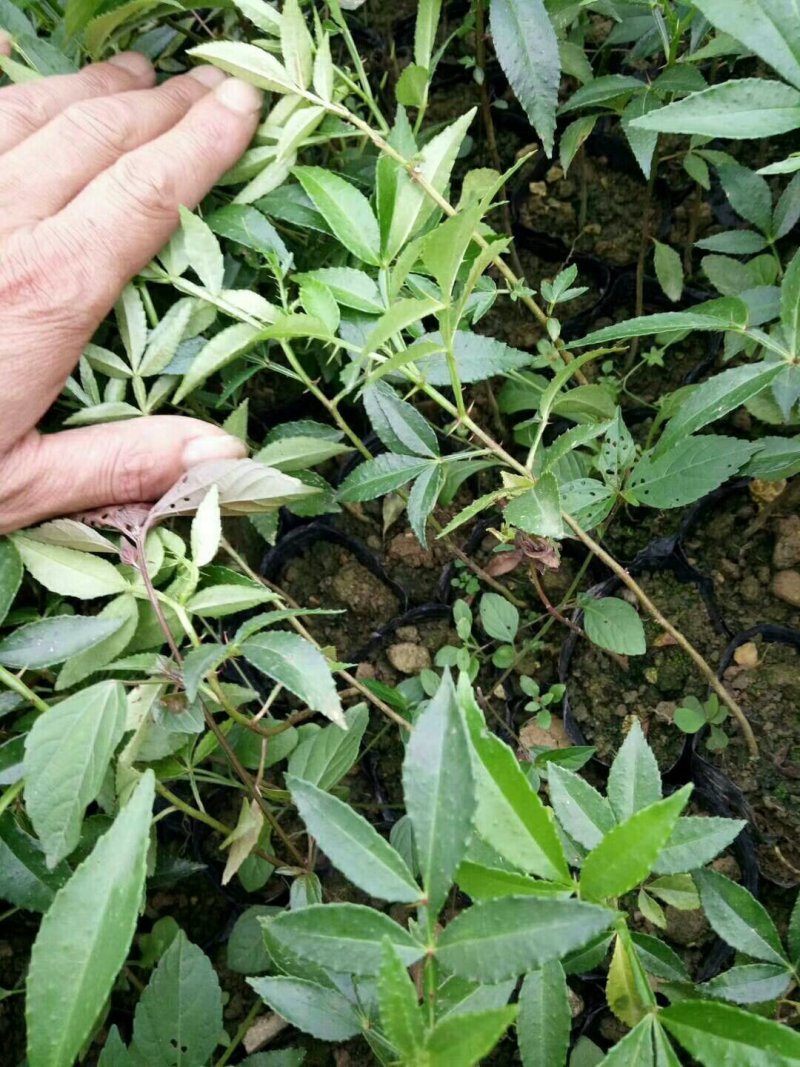 花椒苗九叶青花椒苗品种正宗2年可结果提供种植技