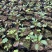花椒苗九叶青花椒苗品种正宗2年可结果提供种植技