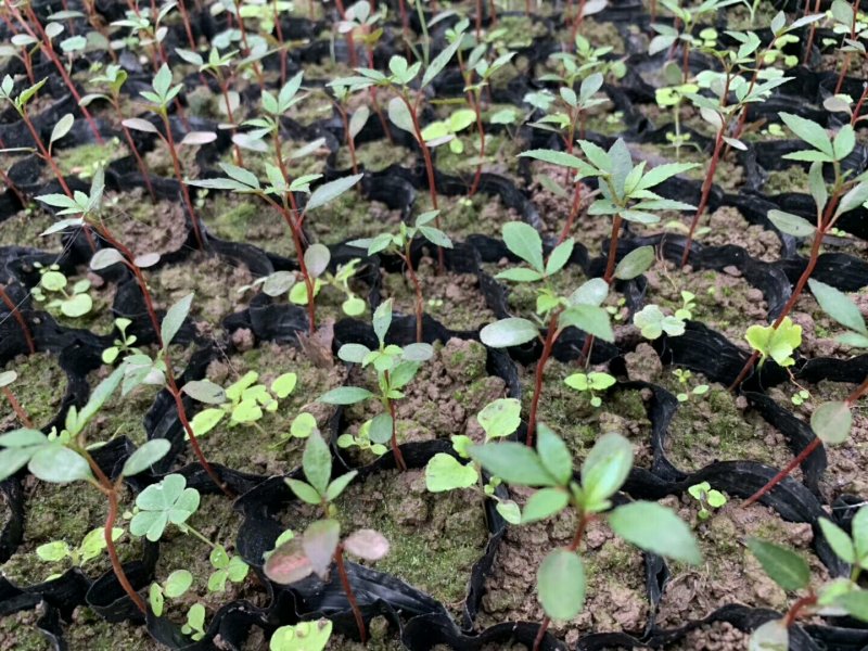 花椒苗九叶青花椒苗品种正宗2年可结果提供种植技