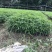 花椒苗九叶青花椒苗品种正宗2年可结果提供种植技
