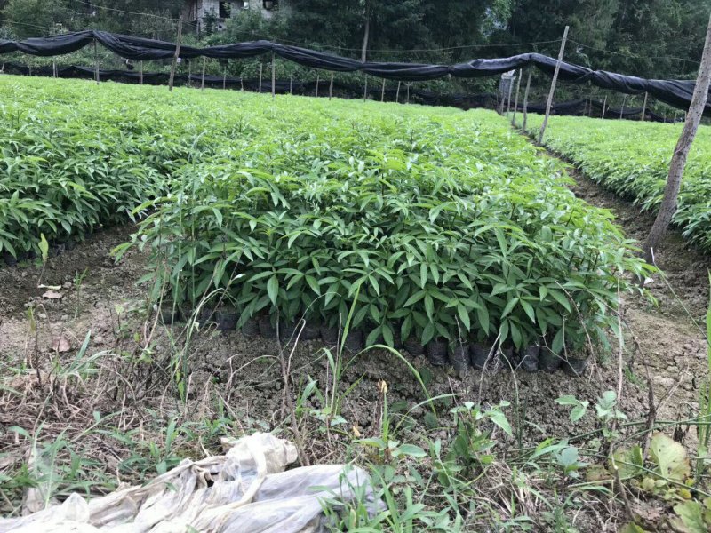 花椒苗九叶青花椒苗品种正宗2年可结果提供种植技