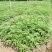 花椒苗九叶青花椒苗品种正宗2年可结果提供种植技