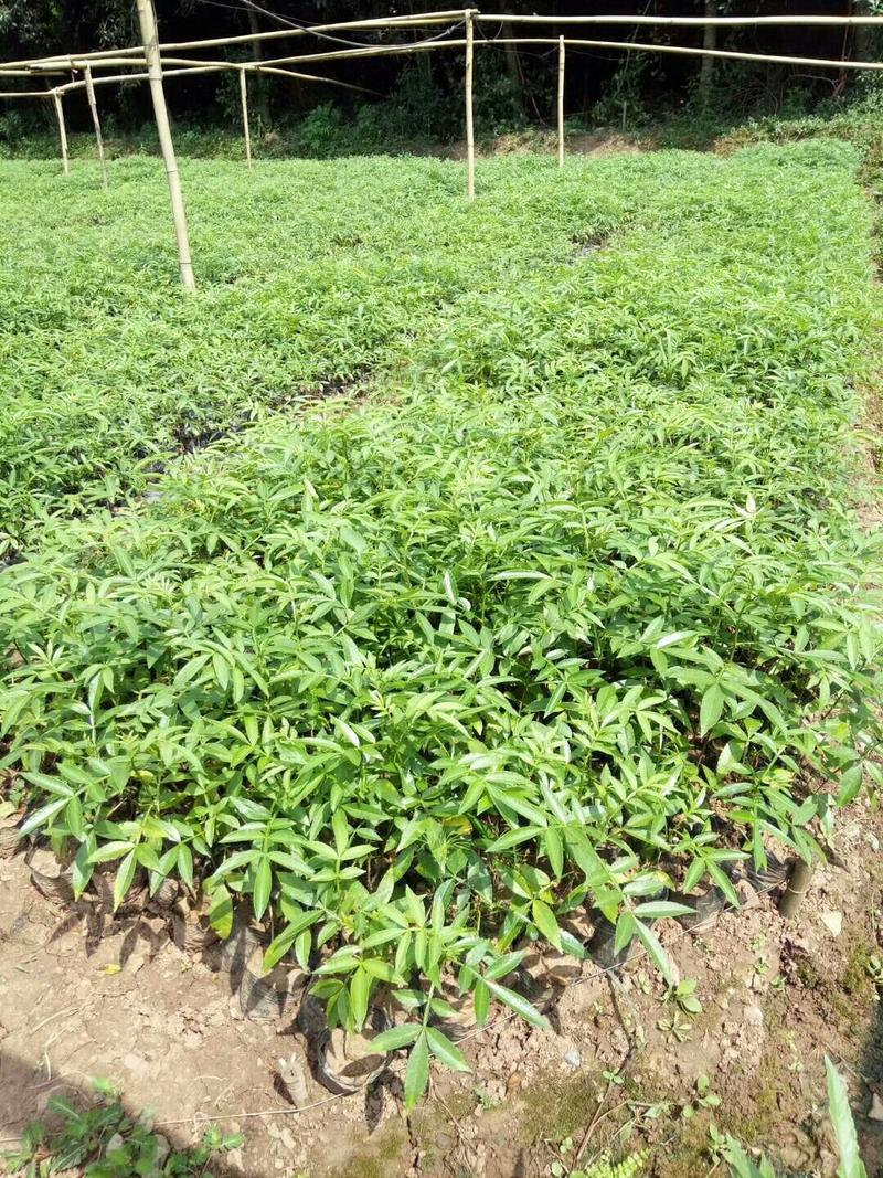 花椒苗九叶青花椒苗品种正宗2年可结果提供种植技