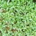 花椒苗九叶青花椒苗品种正宗2年可结果提供种植技