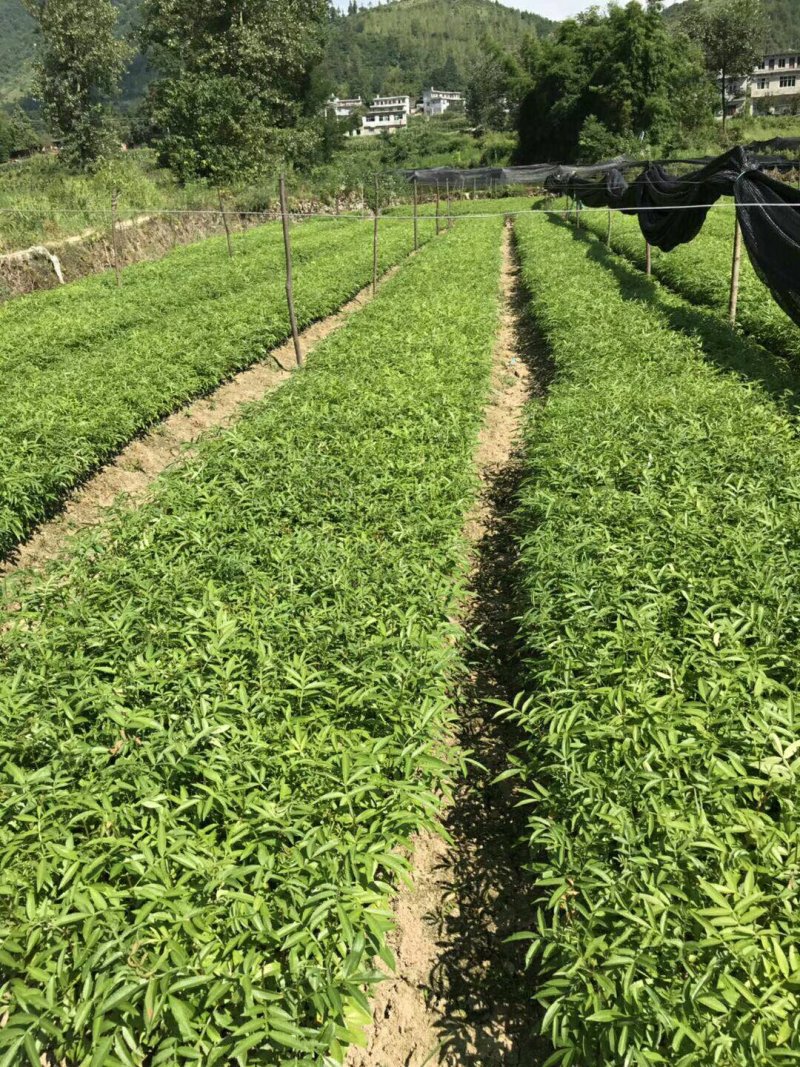 花椒苗九叶青花椒苗品种正宗2年可结果提供种植技