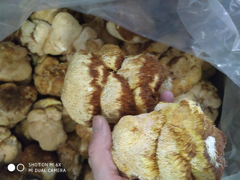 大猴头菇