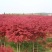 红枫树苗四季中国红庭院正宗日本紅舞姬盆景绿化植物苗木园林