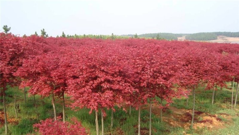 红枫树苗四季中国红庭院正宗日本紅舞姬盆景绿化植物苗木园林