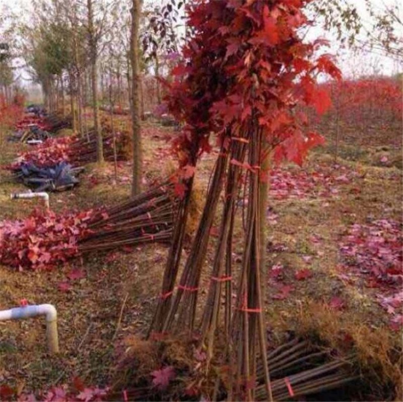 红枫树苗四季中国红庭院正宗日本紅舞姬盆景绿化植物苗木园林