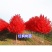 红枫树苗四季中国红庭院正宗日本紅舞姬盆景绿化植物苗木园林