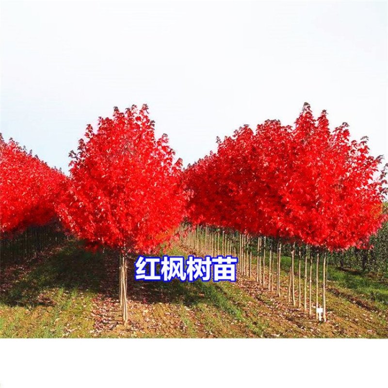 红枫树苗四季中国红庭院正宗日本紅舞姬盆景绿化植物苗木园林