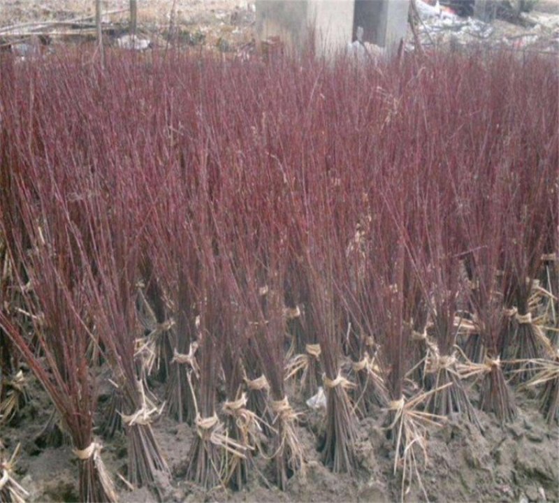 红枫树苗四季中国红庭院正宗日本紅舞姬盆景绿化植物苗木园林