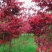 红枫树苗四季中国红庭院正宗日本紅舞姬盆景绿化植物苗木园林