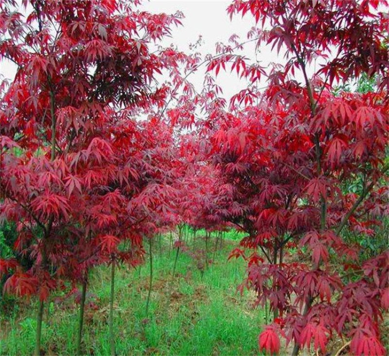红枫树苗四季中国红庭院正宗日本紅舞姬盆景绿化植物苗木园林
