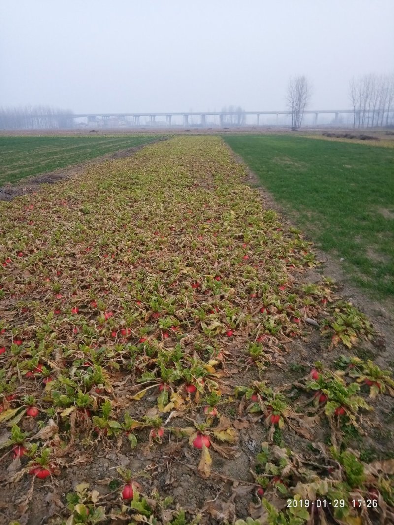 水果萝卜大量出售，