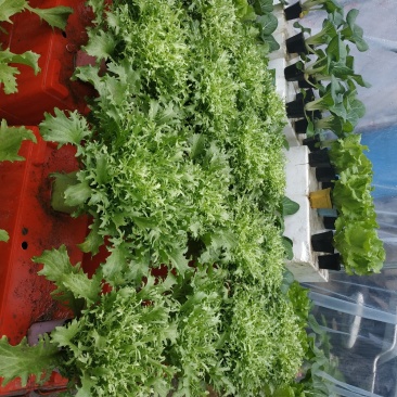 单棵活体苦菊