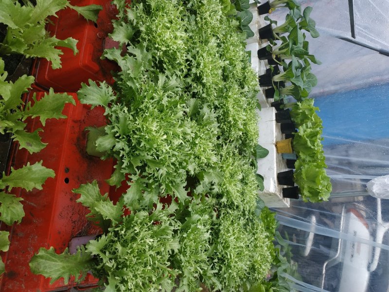 单棵活体苦菊