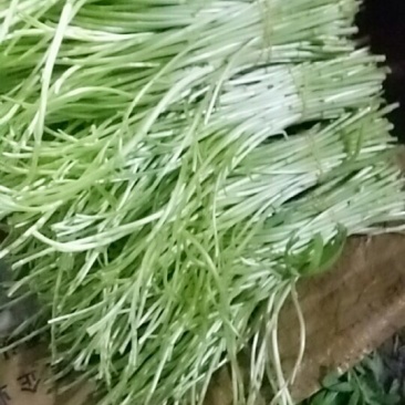 芦篙
