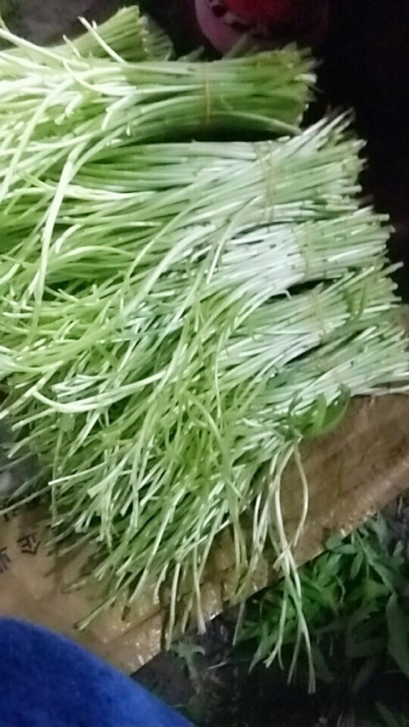 芦篙