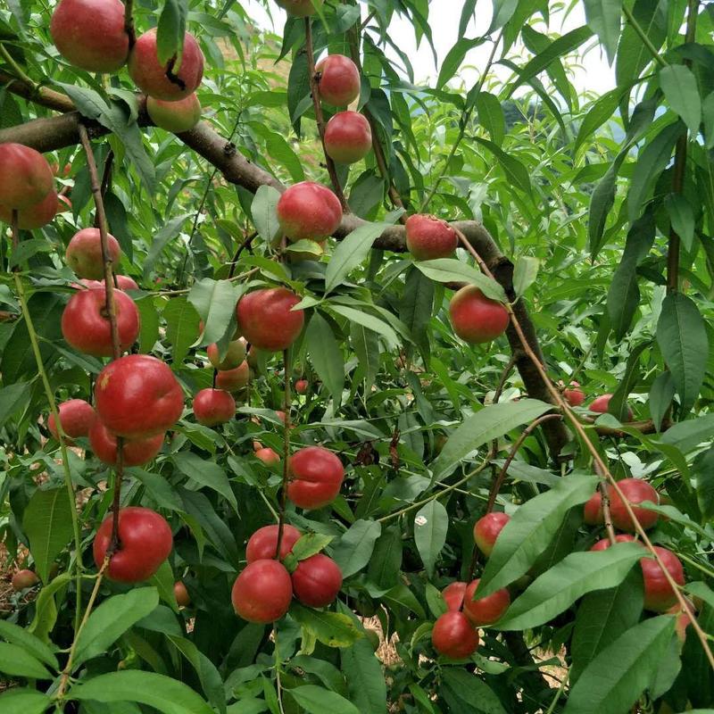 珍珠枣油桃苗只有2年苗