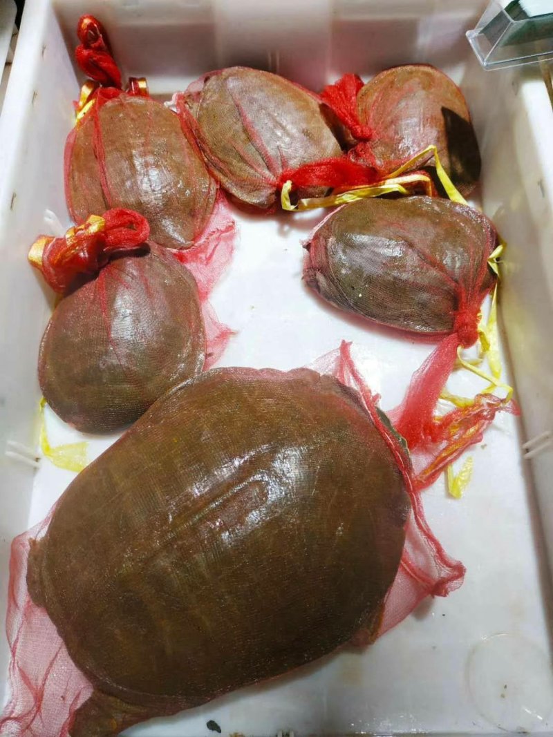 生态甲鱼长期出售