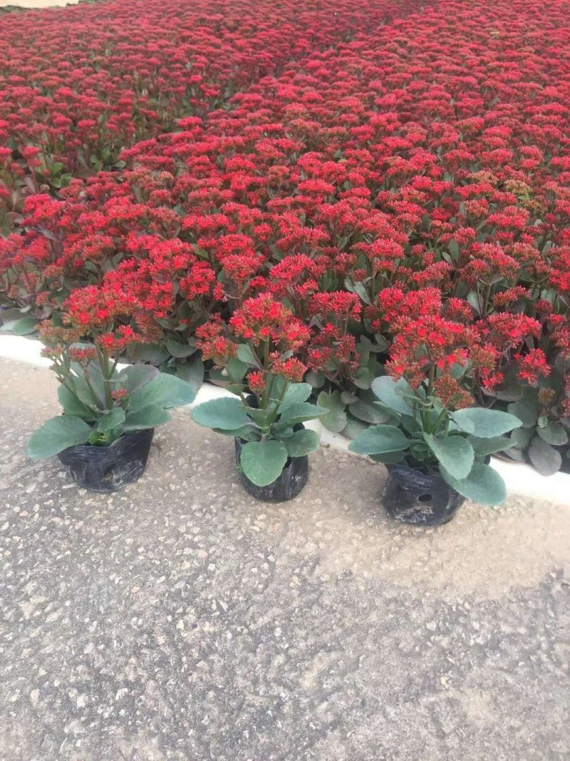 长寿花，花期长达4个多月，春节前后开花，寓意好，花形漂亮