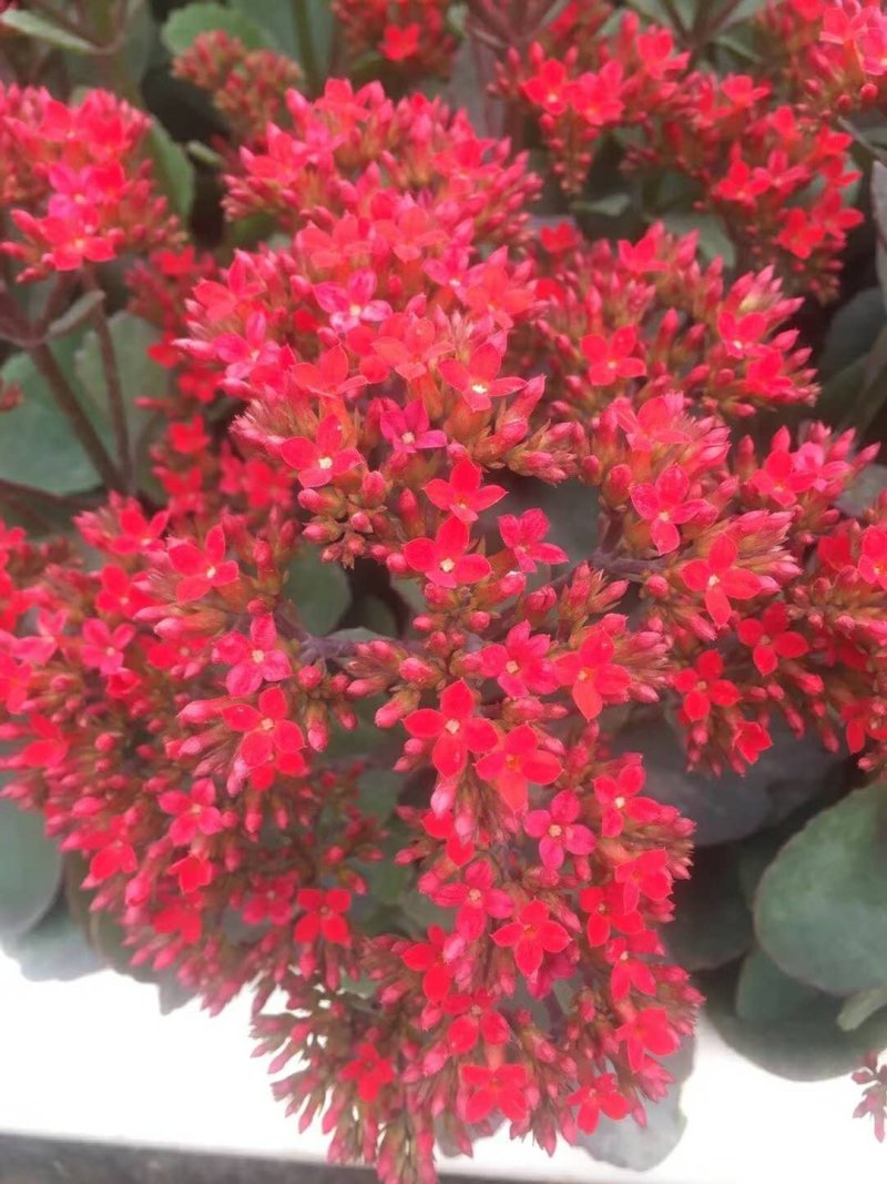 长寿花，花期长达4个多月，春节前后开花，寓意好，花形漂亮