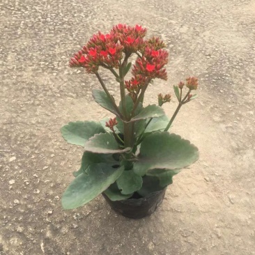 长寿花，花期长达4个多月，春节前后开花，寓意好，花形漂亮