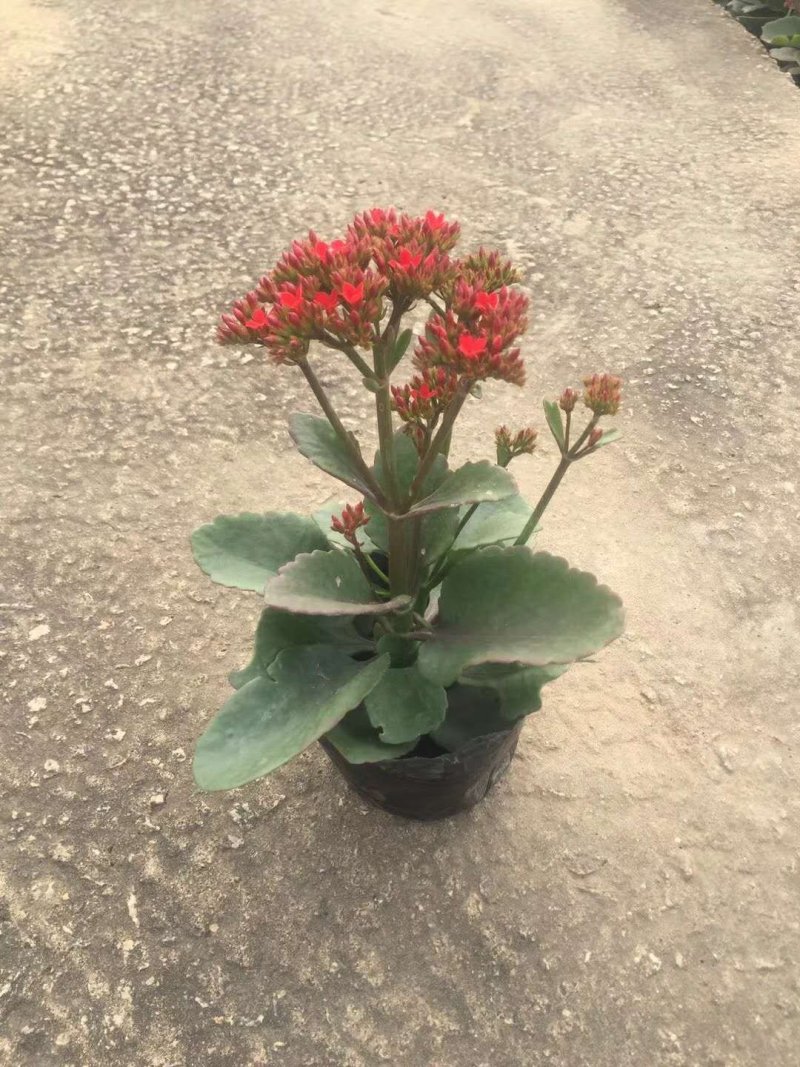 长寿花，花期长达4个多月，春节前后开花，寓意好，花形漂亮